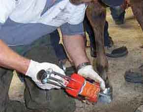 Curso de Tecnico herrador y primeros auxilios del caballo, poniendo una extension a un potro