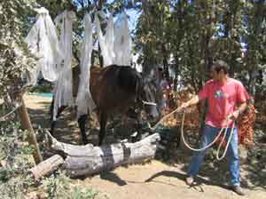 Manejo Natural del Caballo, MNC. Chico Ramirez, caballo pasando por debajo de una cortina de plasticos
