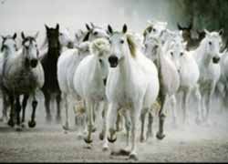 Etologia equina, Chloe B. Rola,  Seminario de estudios cientificos sobre la naturaleza del caballo