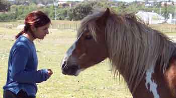 Etologia equina, Chloe B. Rola,  Seminario de estudios cientificos sobre la naturaleza del caballo