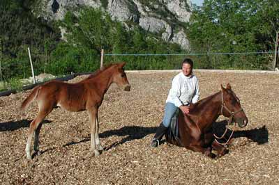 Seminario sobre el comportamiento del caballo, Marthe Kiley-Worthington, experta en etologia equina